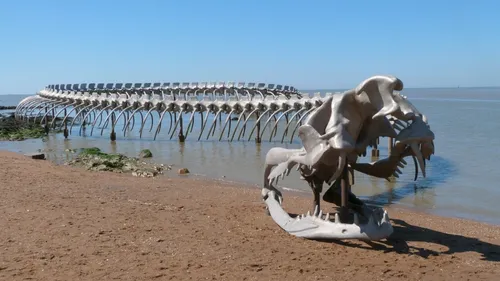 Loire-Atlantique : l’histoire de ce serpent géant échoué sur la...