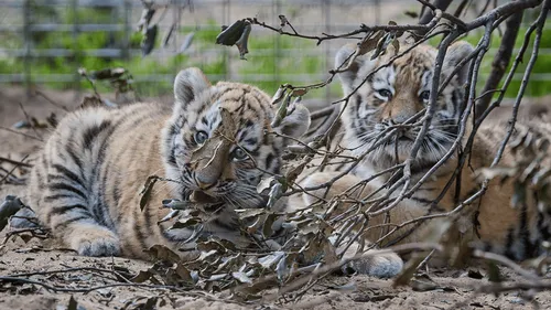Et si vous choisissiez les prénoms des deux bébés tigres du Zoo de...