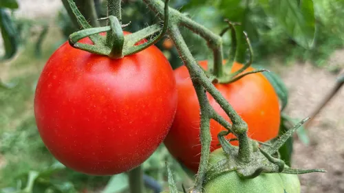 Une bactérie menace vos tomates le long du Loir