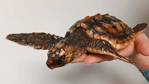 Drôle de découverte sur une plage de Loire-Atlantique !