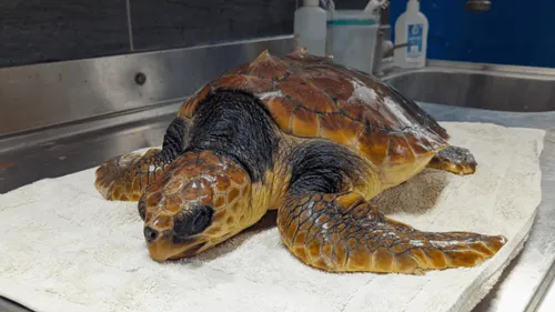 L'aquarium de La Rochelle cherche un prénom pour sa tortue sauvée :...