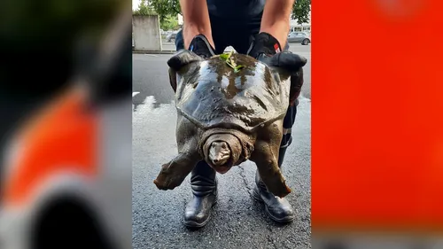 Tours : une tortue carnivore repêchée dans le Cher