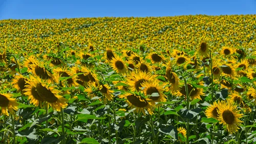 Les industriels autorisés à remplacer l'huile de tournesol sans...