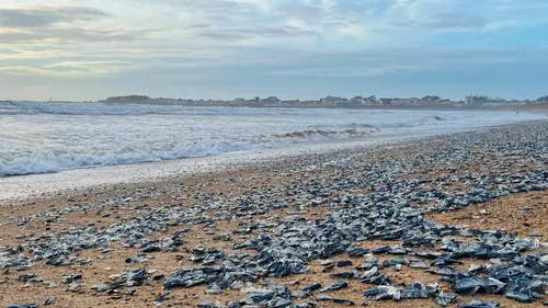 Nouvelle invasion sur la côte atlantique 