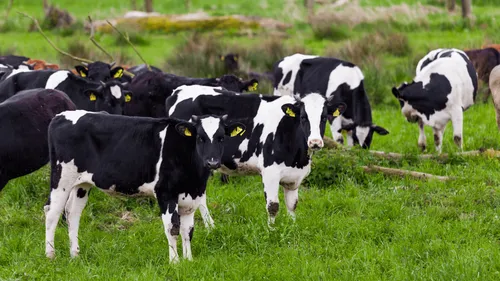 Saintes : deux vaches en cavale dans le centre-ville 