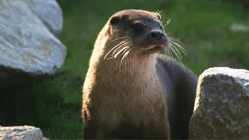 Brest : Vénus, loutre d’Océanopolis, est décédée