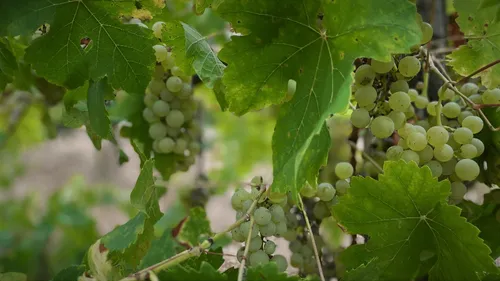 Les riverains des vignobles plus exposés que les autres aux pesticides