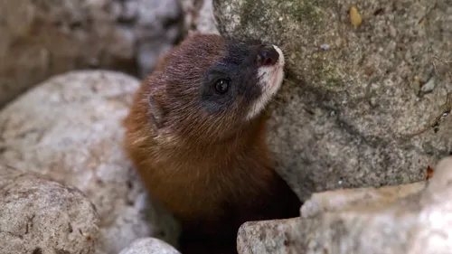Le mammifère le plus rare d’Europe est arrivé dans le Morbihan