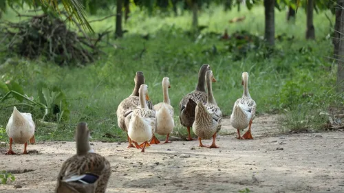 Grippe aviaire : 36.000 volailles vont être abattues en Indre-et-Loire