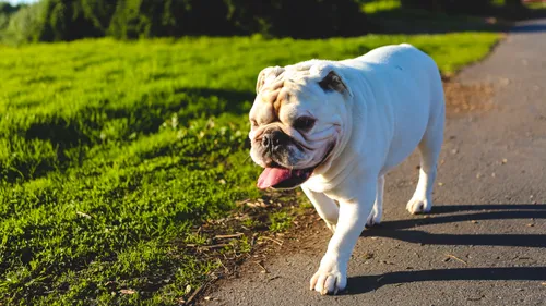 Une femme s’accroche au capot de la voiture qui kidnappe son chien