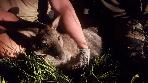Deux-Sèvres : le Wallaby en divagation a été capturé vivant