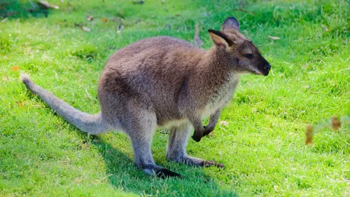 Un wallaby en vadrouille dans le Morbihan
