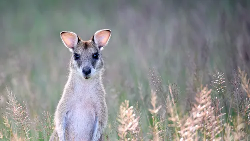 Loire-Atlantique : un wallaby en vadrouille échappe aux pompiers 