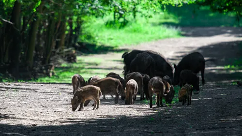 Charente : face à la prolifération des sangliers, une battue est...