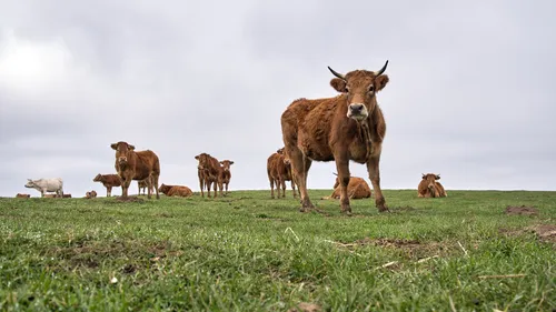 Dermatose nodulaire : la ministre de l’Agriculture attendue en...