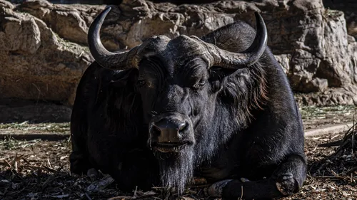 Planète Sauvage : un yack charge trois salariés, un homme gravement...
