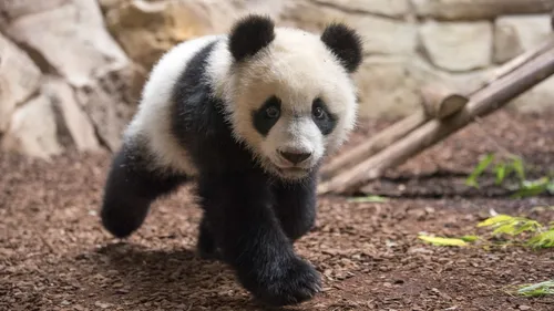ZooParc de Beauval : le départ du panda repoussé