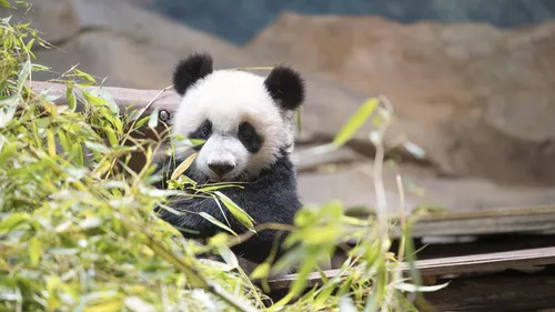 Yuan Meng, premier panda né en France, s’en va