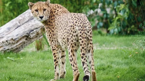 Emploi : 60 postes à pourvoir au Zoo de La Flèche