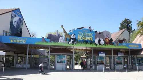 Année 2022 record pour le zoo de Beauval
