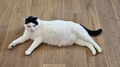 Devenir famille d'accueil : une solution pour sauver des animaux ? 