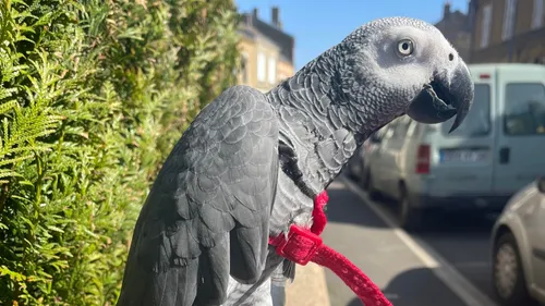 Disparition - Recherche perroquet gris du Gabon à Charleville-Mézières