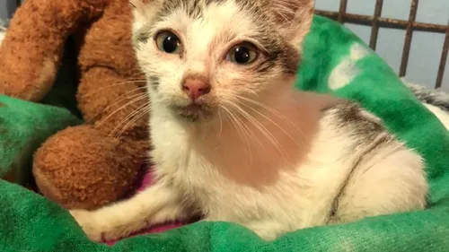 Un chaton abandonné dans une poubelle