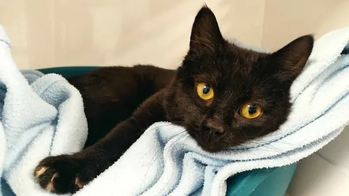 Avez-vous pensé à adopter un chat ?