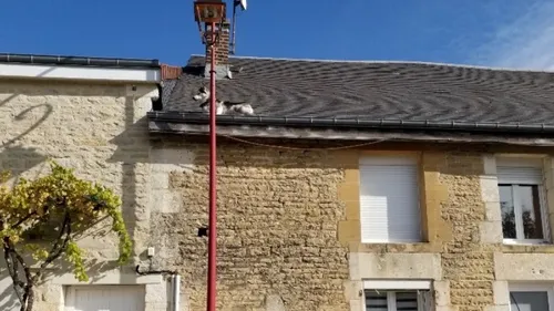 Un chien retrouvé coincé sur le toit d’une maison