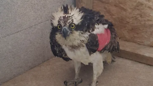 Un aigle rare recueilli et soigné au Parc Argonne Découverte