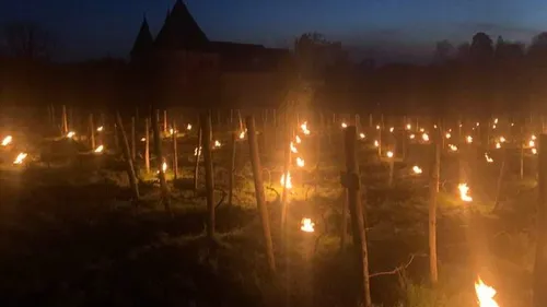 Des bougies face au froid pour sauver les vignes du nord Ardennes