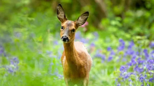 Un chevreuil coincé dans le jardin d'une maison