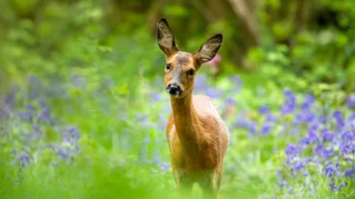 Un chevreuil bloqué dans le portail d'une entreprise