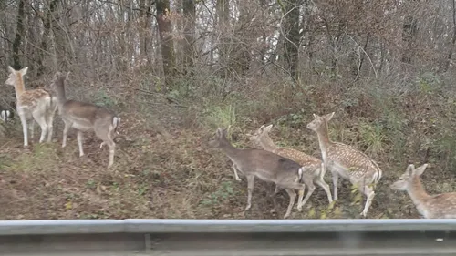 Des daims aperçus sur la route entre Charleville et Nouzonville