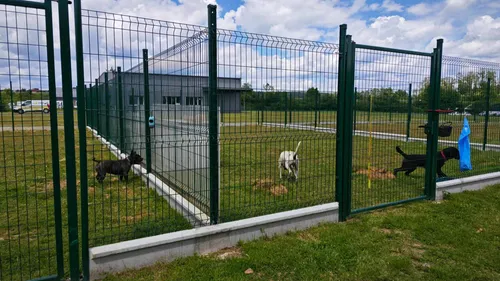 L'association LISA ne peut plus accueillir de chats et de chiens