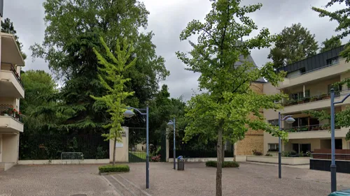 [Insolite] Un jeune homme monte dans un arbre et reste bloqué en haut