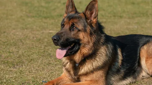 3 personnes mordues par un chien dans une cage d'escalier