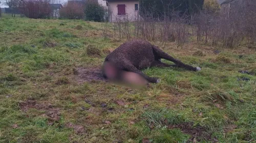 Un cheval tué par un loup selon son propriétaire