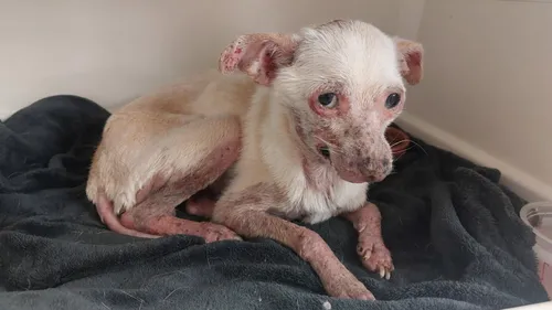 L'histoire de « Nouchka », petite chienne maltraitée, émeut les...