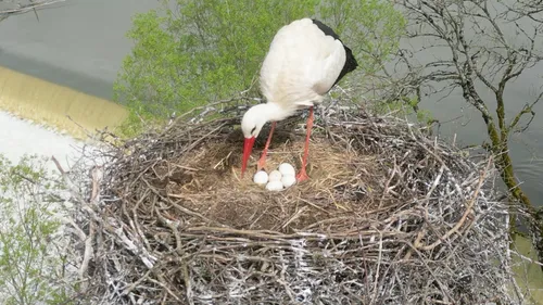 Bientôt des heureux événements chez les cigognes des Ardennes