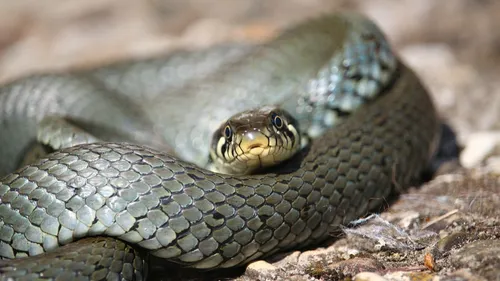 Une couleuvre d'un mètre capturée dans le jardin d'une maison