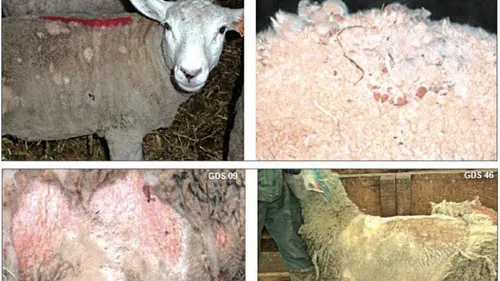Plusieurs foyers de gale ovine détectés dans les Ardennes, les...