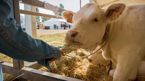 Une expérience insolite cette année à la foire agricole de Sedan