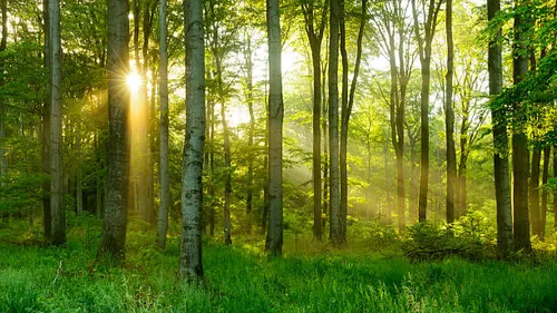 Mobilisation contre la "forêt primaire " dans les Ardennes