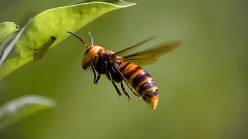 Des pièges pour lutter contre les frelons dans les Ardennes