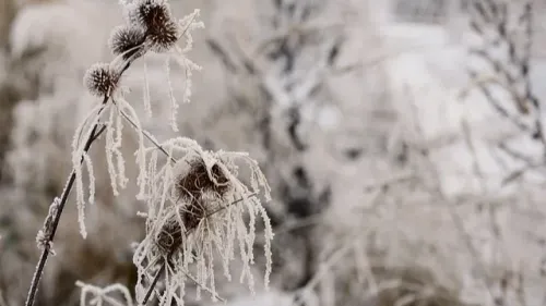 Pluie et risque de gel ces prochains jours dans la région