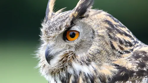 Les pompiers portent secours à un hibou grand-duc