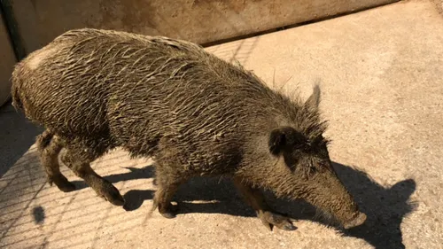 Toto le sanglier attire les premiers visiteurs au parc animalier