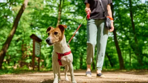 Sedan - La ville renforce sa lutte contre les déjections canines