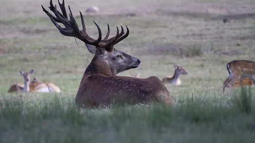 Un cerf se noie dans la Meuse ce samedi